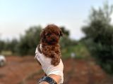 Renk renk çeşit çeşit toy poodle yavrularımız
