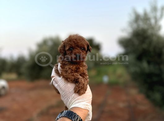 Renk renk çeşit çeşit toy poodle yavrularımız