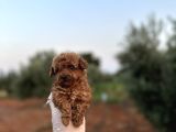 Renk Renk Çeşit Çeşit Toy Poodle Yavrularımız