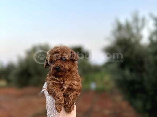 Renk Renk Çeşit Çeşit Toy Poodle Yavrularımız görsel