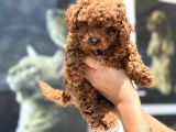 Wc Eğitimli Kore Maltipoo Lar Yasal Ruhsatlı Çiftlikden