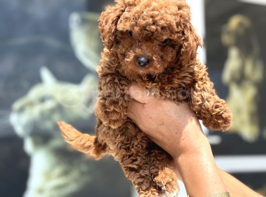 Wc Eğitimli Kore Maltipoo Lar Yasal Ruhsatlı Çiftlikden görsel