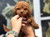 Wc Eğitimli Kore Maltipoo Lar Yasal Ruhsatlı Çiftlikden