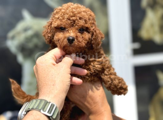 Wc Eğitimli Kore Maltipoo Lar Yasal Ruhsatlı Çiftlikden görsel
