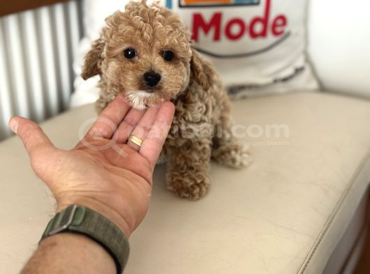 Wc Eğitimli Kore Maltipoo Lar Yasal Ruhsatlı Çiftlikden görsel