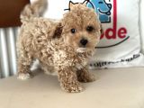 Wc Eğitimli Kore Maltipoo Lar Yasal Ruhsatlı Çiftlikden