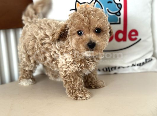Wc Eğitimli Kore Maltipoo Lar Yasal Ruhsatlı Çiftlikden görsel