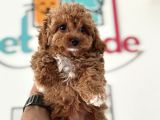 Wc Eğitimli Kore Maltipoo Lar Yasal Ruhsatlı Çiftlikden