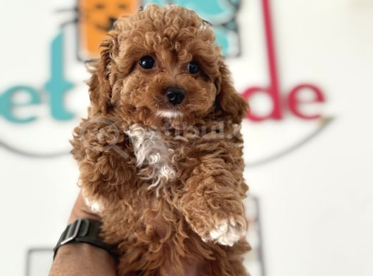 Wc Eğitimli Kore Maltipoo Lar Yasal Ruhsatlı Çiftlikden görsel