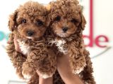 Wc Eğitimli Kore Maltipoo Lar Yasal Ruhsatlı Çiftlikden