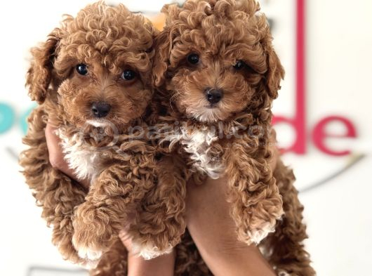 Wc Eğitimli Kore Maltipoo Lar Yasal Ruhsatlı Çiftlikden görsel