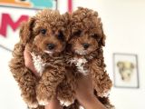 Wc Eğitimli Kore Maltipoo Lar Yasal Ruhsatlı Çiftlikden