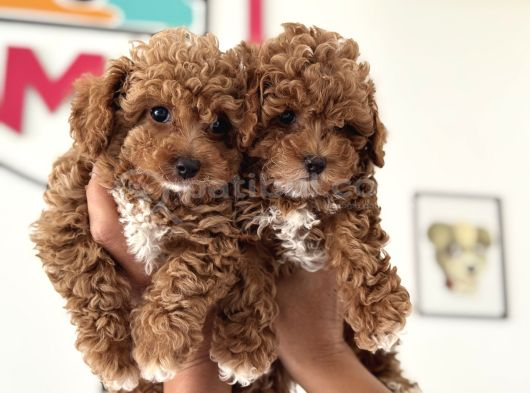 Wc Eğitimli Kore Maltipoo Lar Yasal Ruhsatlı Çiftlikden görsel