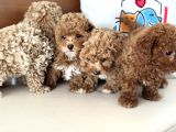 Wc Eğitimli Kore Maltipoo Lar Yasal Ruhsatlı Çiftlikden