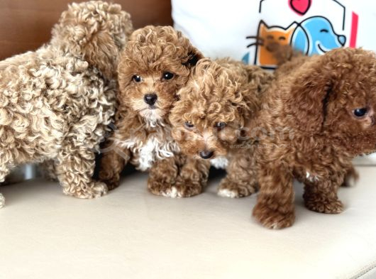 Wc Eğitimli Kore Maltipoo Lar Yasal Ruhsatlı Çiftlikden görsel