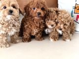Wc eğitimli kore maltipoo lar yasal ruhsatlı çiftlikden