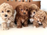 Wc Eğitimli Kore Maltipoo Lar Yasal Ruhsatlı Çiftlikden