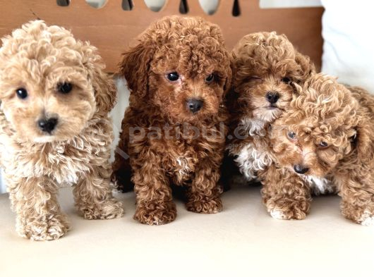 Wc Eğitimli Kore Maltipoo Lar Yasal Ruhsatlı Çiftlikden görsel