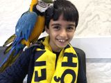 3 yaşında macaw tamamen evcil Adana