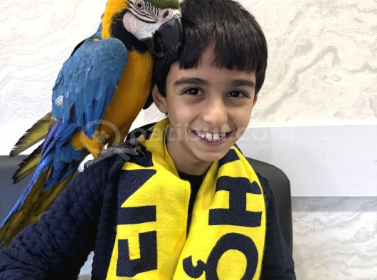 3 Yaşında Macaw Tamamen Evcil Adana