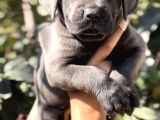 Anatomi Harikası Irk Garantili Cane Corso Yavrular