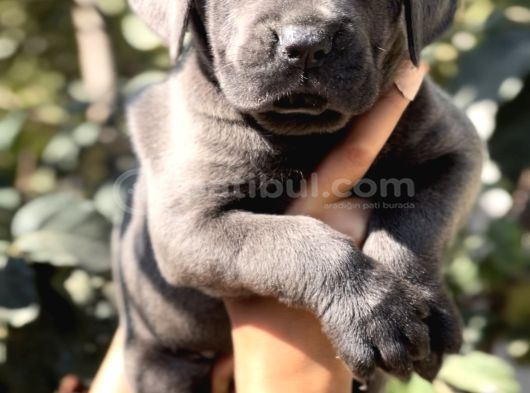 Anatomi Harikası Irk Garantili Cane Corso Yavrular görsel