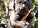 Anatomi Harikası Irk Garantili Cane Corso Yavrular