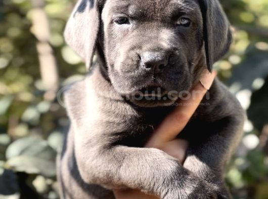 Anatomi Harikası Irk Garantili Cane Corso Yavrular görsel