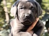 Anatomi Harikası Irk Garantili Cane Corso Yavrular