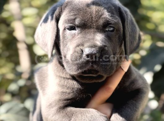 Anatomi Harikası Irk Garantili Cane Corso Yavrular