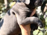 Anatomi Harikası Irk Garantili Cane Corso Yavrular