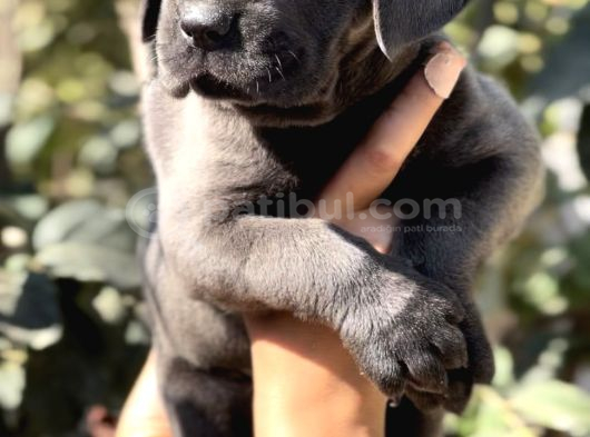 Anatomi Harikası Irk Garantili Cane Corso Yavrular görsel