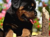 Heybetli Anatomi Harikası Rottweiler Yavrular