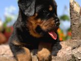 Heybetli Anatomi Harikası Rottweiler Yavrular