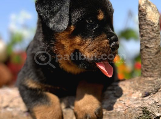 Heybetli Anatomi Harikası Rottweiler Yavrular görsel