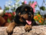 Heybetli Anatomi Harikası Rottweiler Yavrular