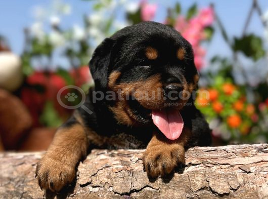Heybetli Anatomi Harikası Rottweiler Yavrular