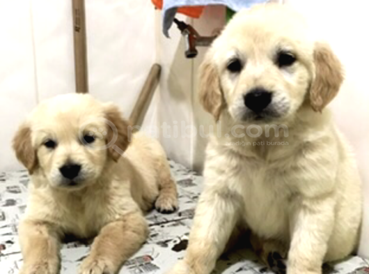 Vecihiden Babyface Kocakafa Küt Burun Safkan Golden görsel