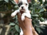 A KALİTE ERKEK DİŞİ FRENC BULDOG YAVRULAR
