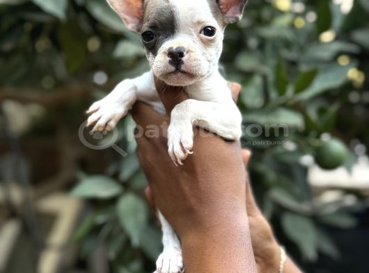 A Kali̇te Erkek Di̇şi̇ Frenc Buldog Yavrular