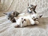 British shorthair yavrular