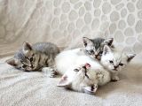 British Shorthair Yavrular