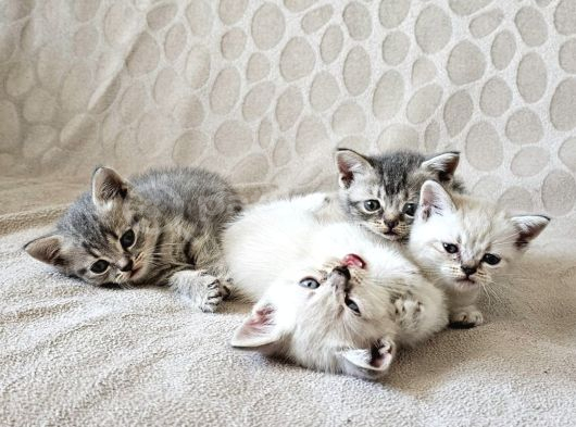 British Shorthair Yavrular görsel