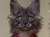 Show Class Maine Coon Black Smoke Yavrular