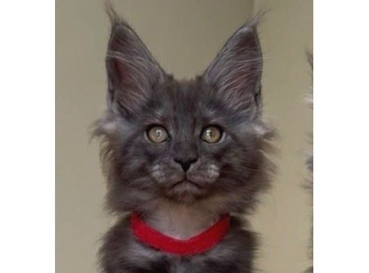 Show Class Maine Coon Black Smoke Yavrular görsel