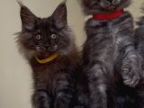 Show Class Maine Coon Black Smoke Yavrular