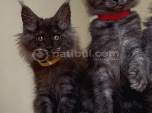 Show Class Maine Coon Black Smoke Yavrular görsel