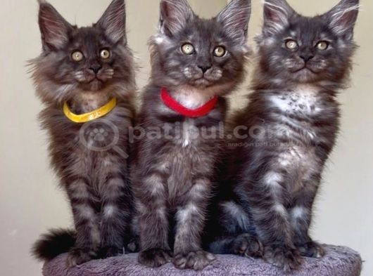 Show class Maine Coon Black Smoke Yavrular