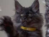 Show Class Maine Coon Black Smoke Yavrular