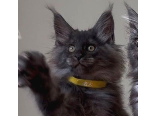 Show Class Maine Coon Black Smoke Yavrular görsel